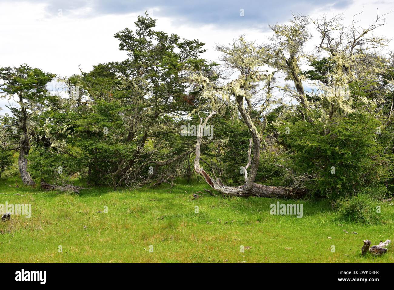 Le Ñirre ou hêtre antarctique (Nothofagus antarctica) est un arbre à feuilles caduques originaire du sud du Chili et de l'Argentine. Cette photo a été prise près de Puerto Natales, Banque D'Images