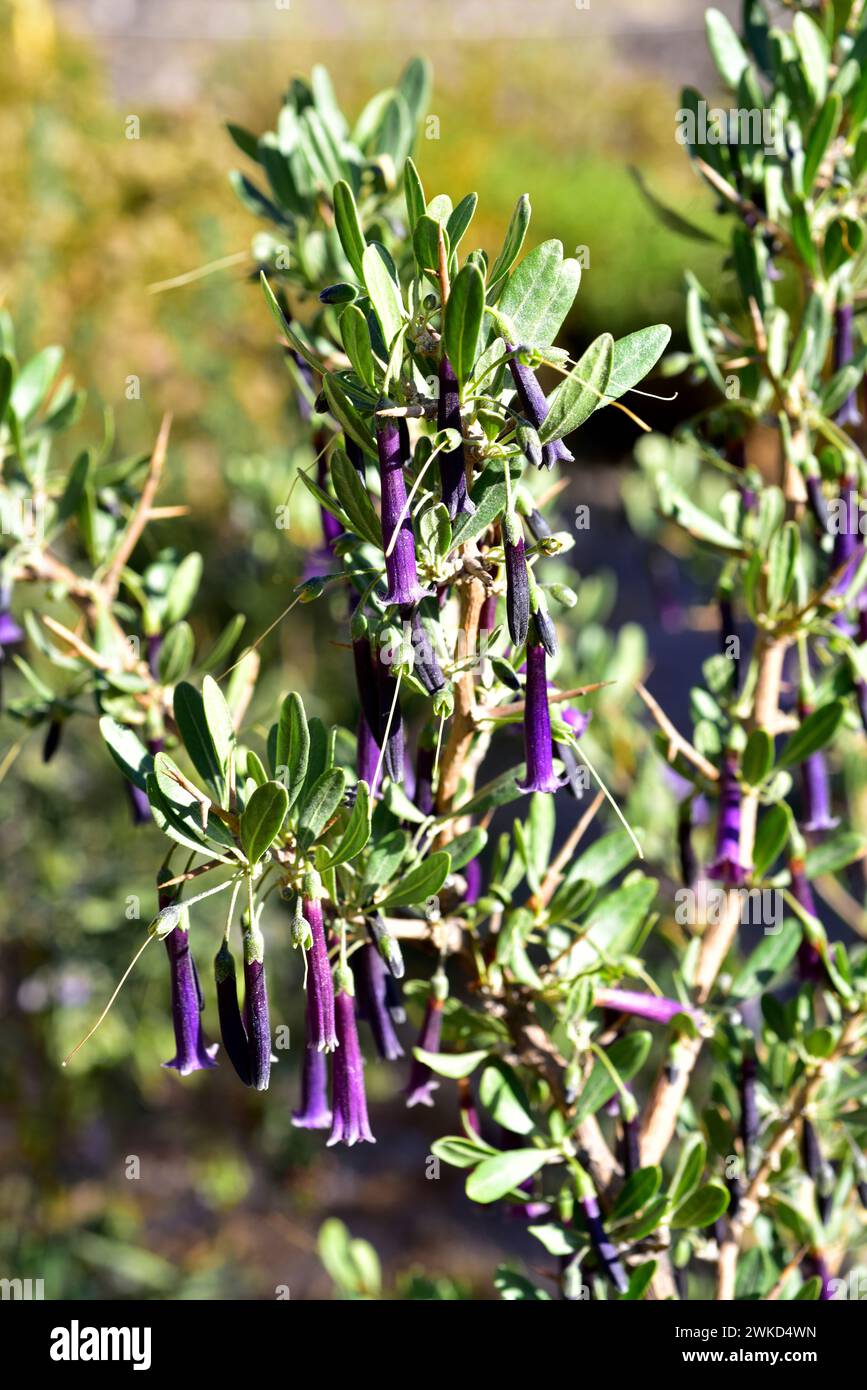 Talulla (Lycium cestroides) est un arbuste épineux originaire d'Argentine et d'Uruguay. Cette photo a été prise à Putre, région d'Arica Parinacota, Chili. Banque D'Images