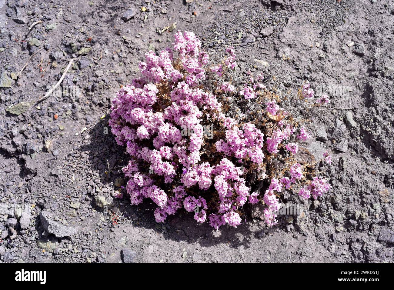 Le verveine sauvage ou mamapasankayo (Glandularia gynobasis) est un sous-arbuste originaire du Chili. Cette photo a été prise près de Putre, région d'Arica Parinacota, Chili. Banque D'Images