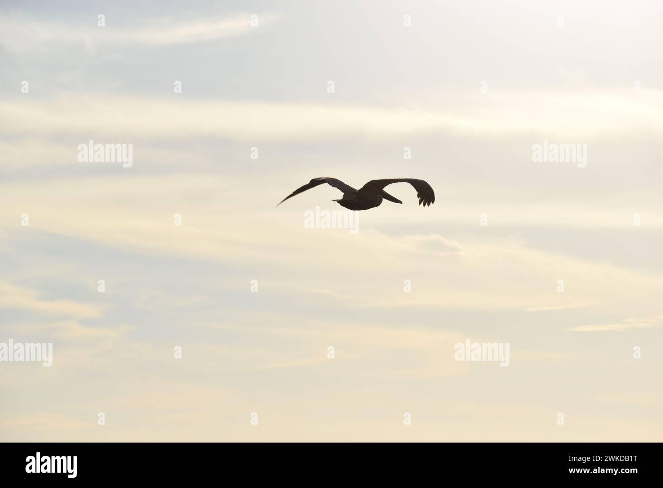 Un pélican planant dans le ciel au coucher du soleil Banque D'Images