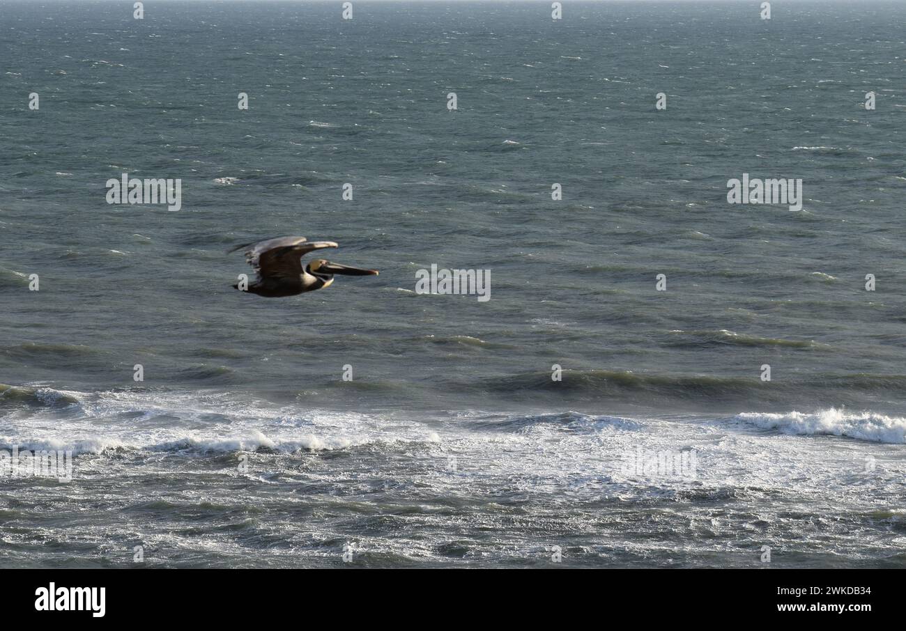Un pélican volant dans le golfe du Mexique Banque D'Images