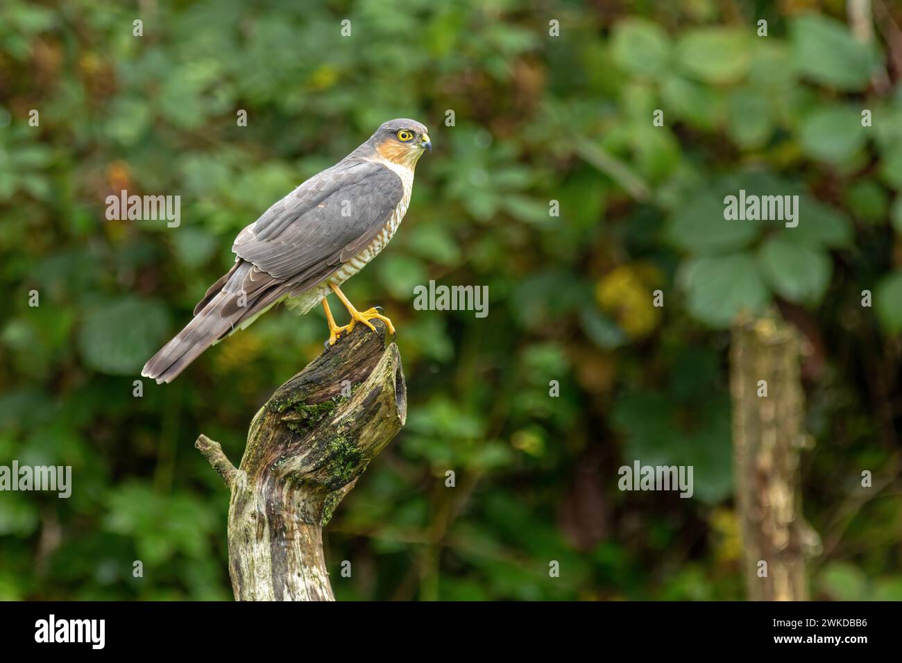 Un jeune sparrowhawk perché sur une souche de bois dans une forêt sauvage. Banque D'Images