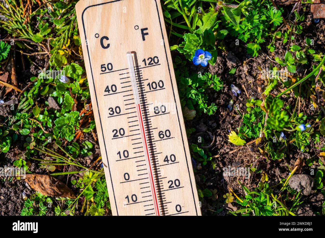 Thermomètre dans l'herbe. Hausse des températures et réchauffement climatique. Banque D'Images