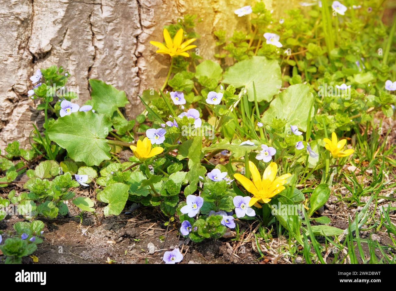 Pré sauvage de printemps dans les montagnes. De nombreuses fleurs bleues de Macrophylla sur une clairière verte au printemps. Les fleurs de printemps fleurissent. Ensoleillé. Banque D'Images