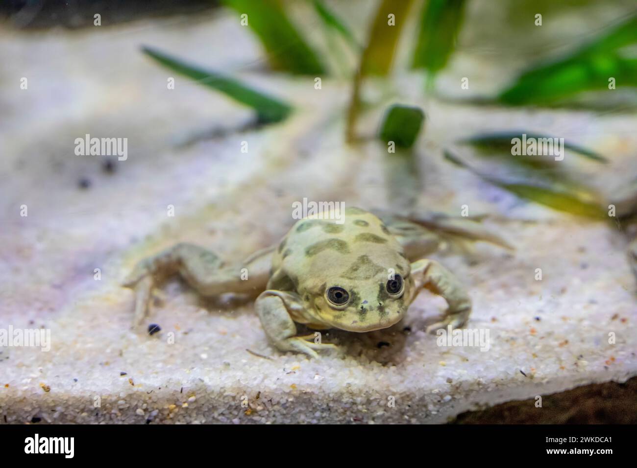 La grenouille aquatique Titicaca (Telmatobius culeus) est entièrement aquatique et ne se trouve que dans le bassin du lac Titicaca. Banque D'Images