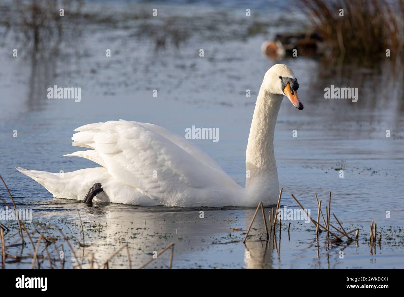 Cygne muet (Cygnus olor) magnifiquement ensoleillé glissant le long de l'eau bleue dans un habitat de roseaux en Angleterre. Royaume-Uni en février. Banque D'Images