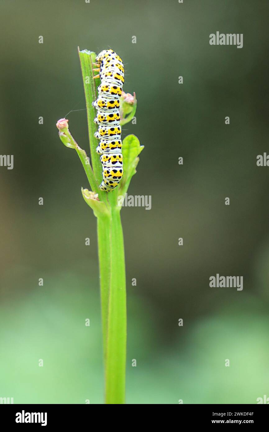 Une chenille Mullein mangeant une tige de plante, Angleterre, Royaume-Uni Banque D'Images