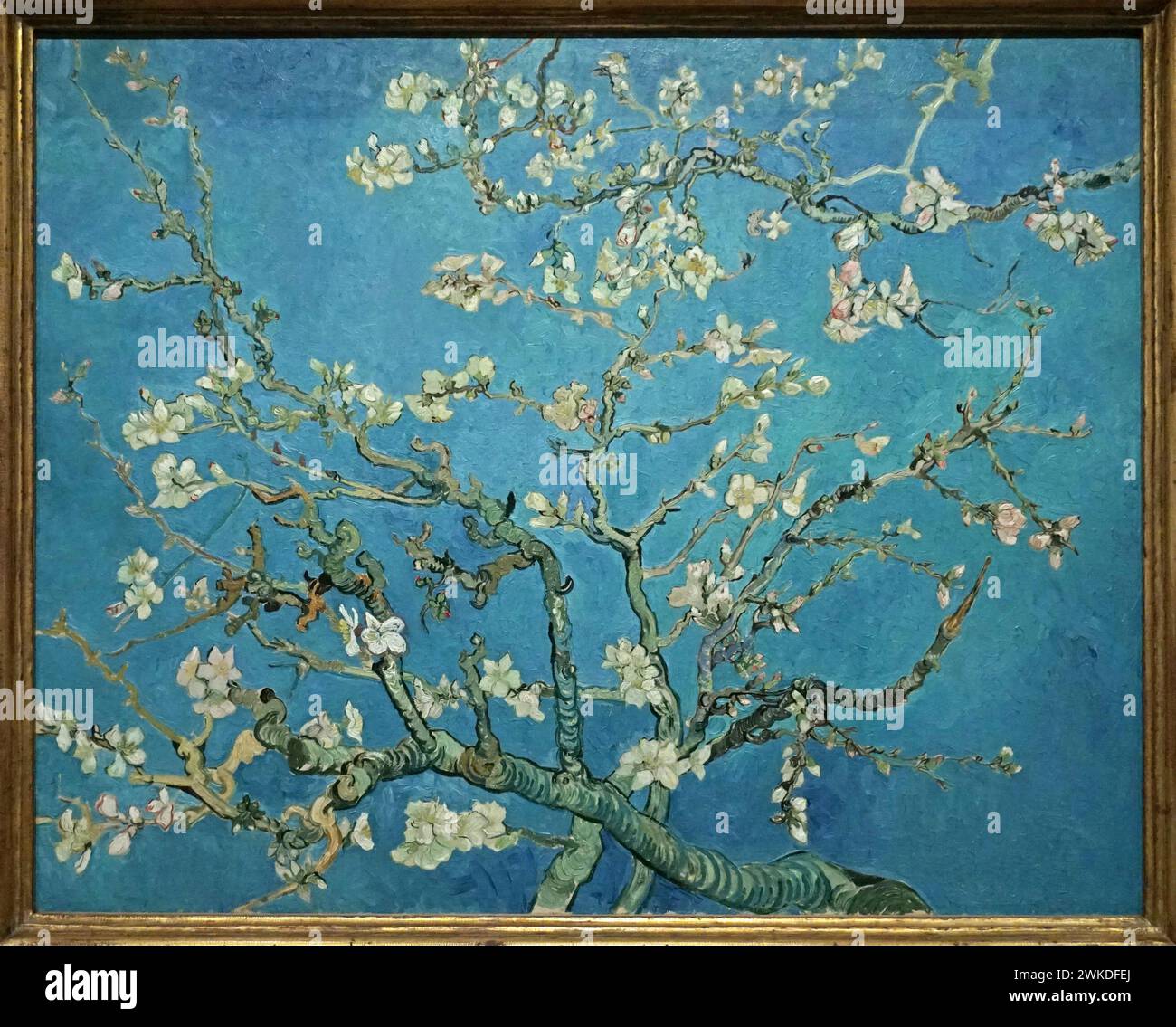 Fleur d'amande (1890) de Vincent van Gogh (1853-1890) Banque D'Images