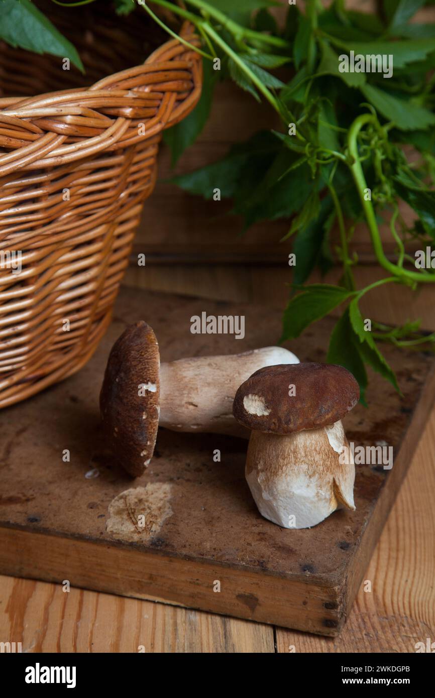 Culture de champignons comestibles de la forêt. Deux champignons porcini (cep, porcino ou boléte roi, généralement appelé boletus edulis), panier en osier et feuillage vert o Banque D'Images