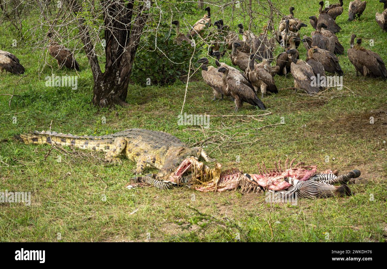 Un crocodile du Nil (Crocodylus niloticus) mange un zèbre mort alors que les vautours à dos blanc regardent dans le parc national de Nyerere (réserve de gibier de Selous) dans le sud Banque D'Images