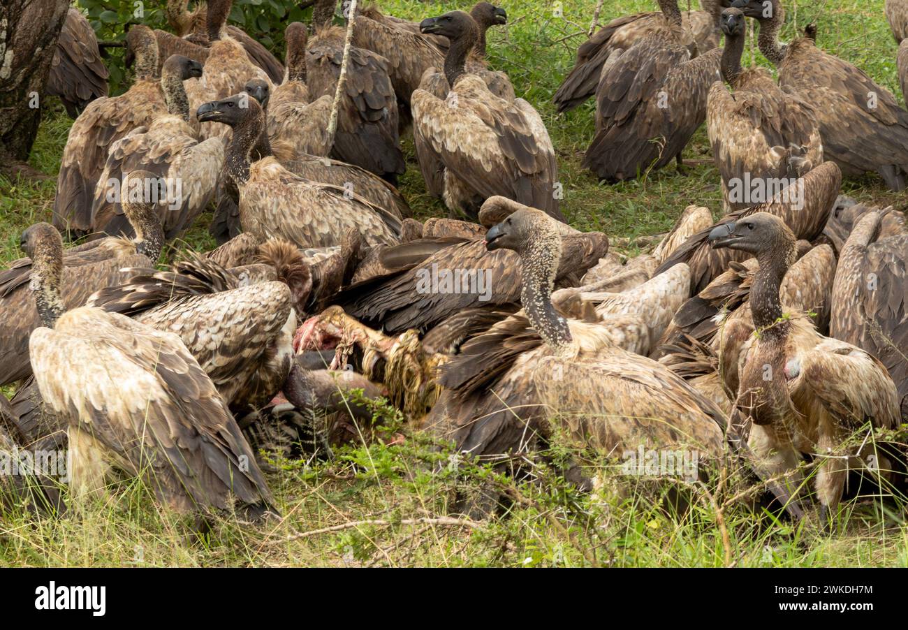 Les vautours à dos blanc se régalent de la carcasse d'un zèbre mort dans le parc national de Nyerere (réserve de gibier de Selous) dans le sud de la Tanzanie. Banque D'Images