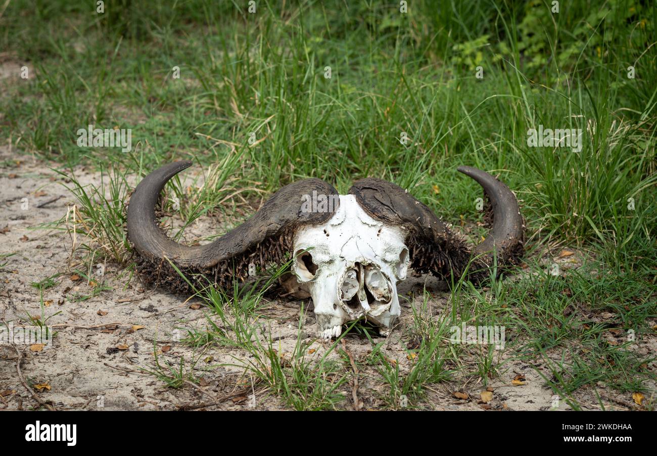 Le crâne et les cornes d'un buffle du cap mort dans le parc national de Nyerere (réserve de gibier de Selous) dans le sud de la Tanzanie. Banque D'Images