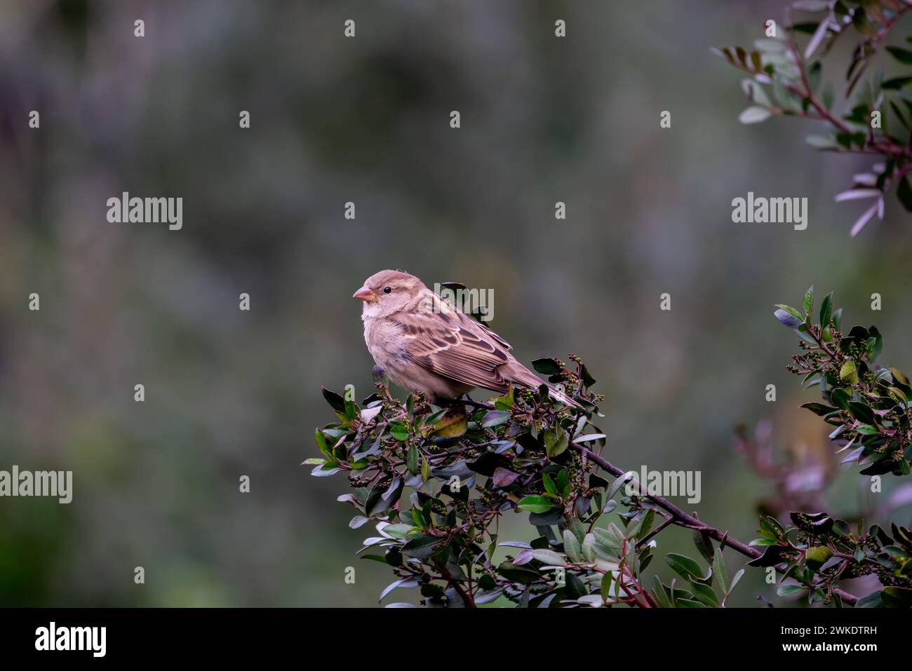 Beaux portraits rapprochés d'oiseaux passereaux au milieu de la nature dans le parc naturel de la Sierra de Andujar, en Andalousie, Espagne, Europe Banque D'Images