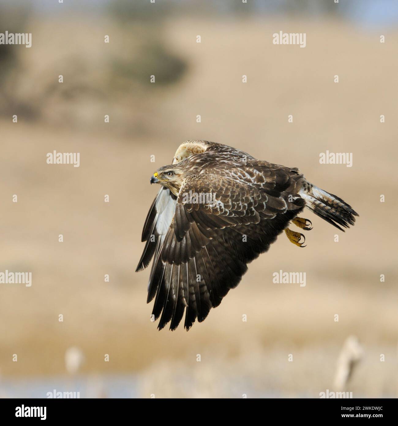 Buzzard commun / Buzzard / Mäusebussard ( Buteo buteo) en vol au-dessus des zones humides. Banque D'Images
