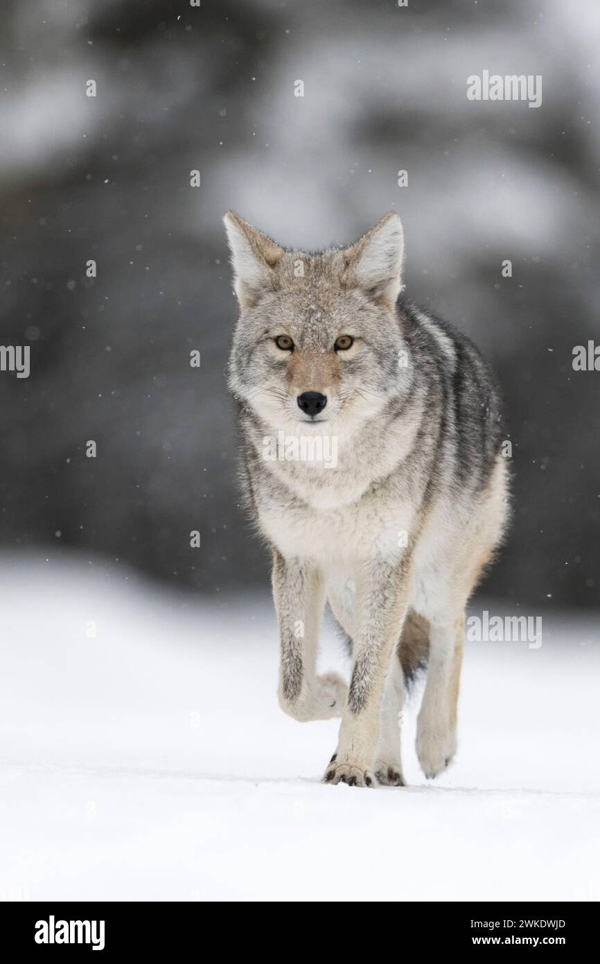 Coyote ( Canis latrans ), en hiver, marcher sur la neige gelée, chute de neige légère, regarder, fond naturel, proche, contact visuel, parc national de Yellowstone, Wyoming Banque D'Images