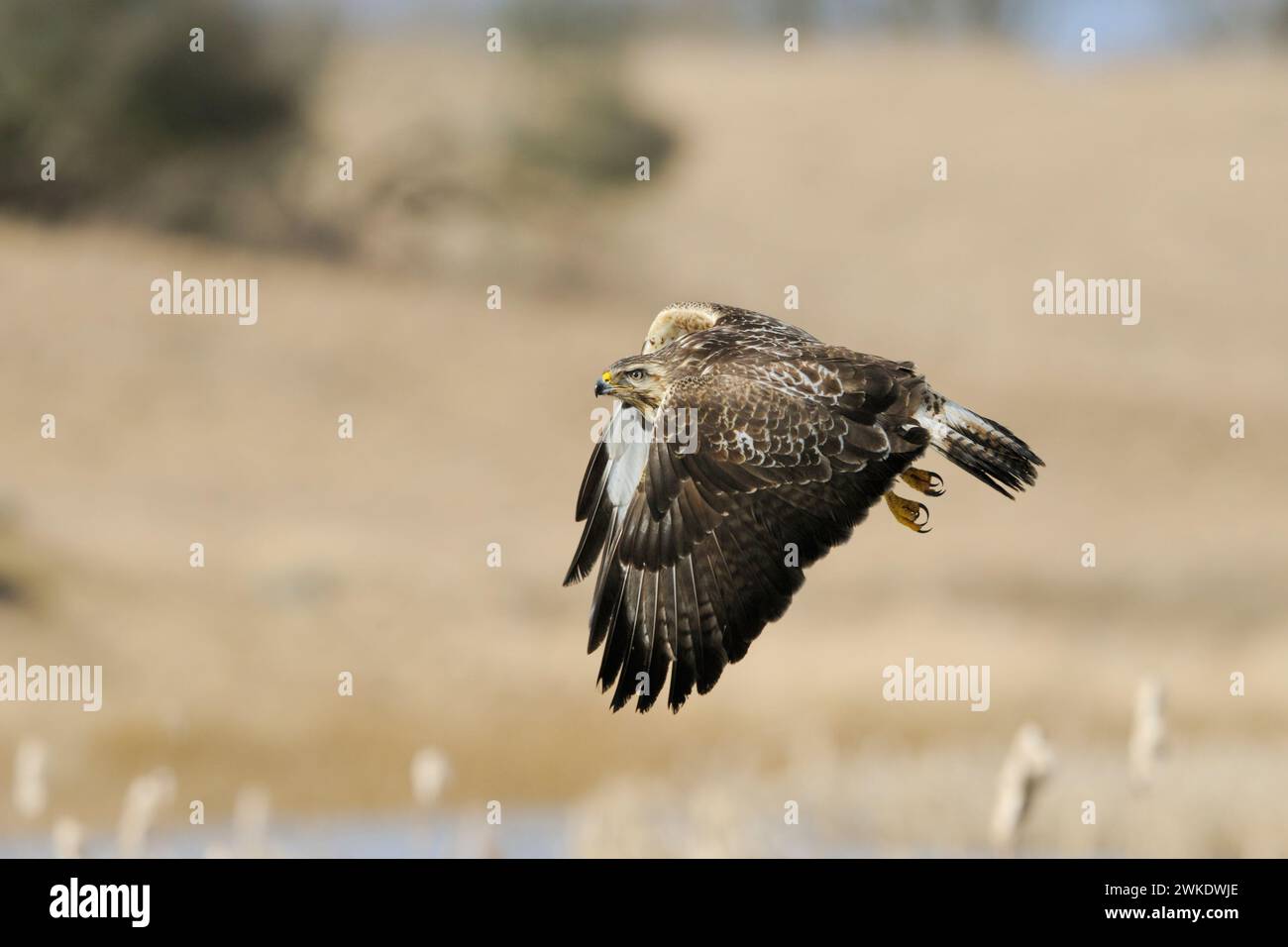 Buzzard commun / Buzzard / Mäusebussard ( Buteo buteo) en vol au-dessus des zones humides. Banque D'Images