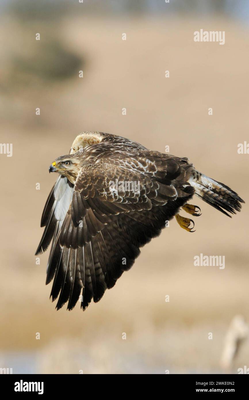 Mäusebussard / Bussard Buteo buteo, bekannter, häufig zu beobachtender Greifvogel im Flug über offene Landschaft, Wildlife, heimische Vogelwelt, Deutschland. *** Buzzard commun / Buzzard / Mäusebussard Buteo buteo en vol au-dessus des zones humides. Mecklembourg-Poméranie occidentale Deutschland, Europe Banque D'Images