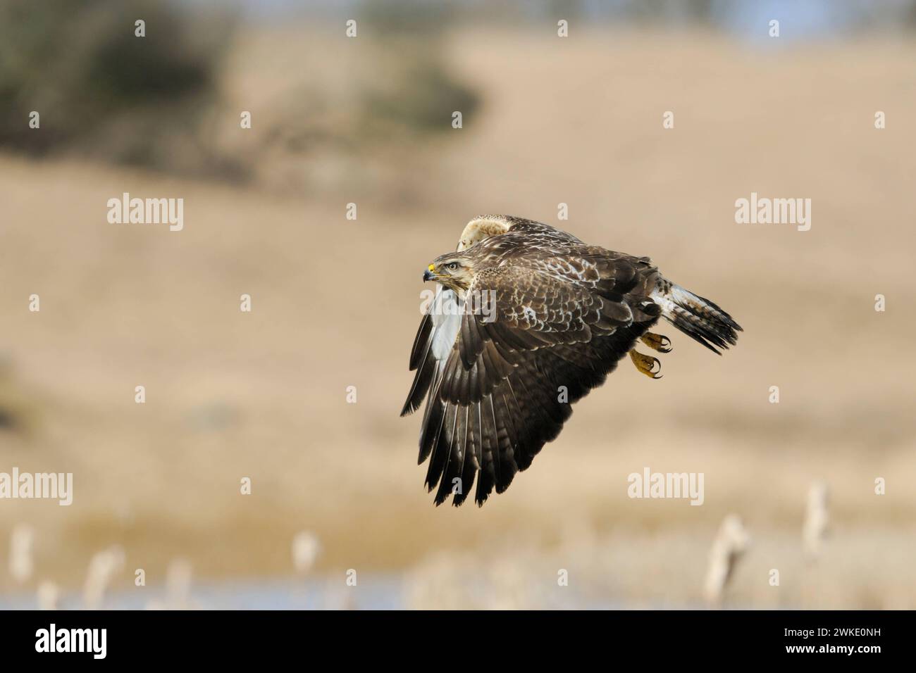 Mäusebussard / Bussard Buteo buteo, bekannter, häufig zu beobachtender Greifvogel im Flug über offene Landschaft, Wildlife, heimische Vogelwelt, Deutschland. *** Buzzard commun / Buzzard / Mäusebussard Buteo buteo en vol au-dessus des zones humides. Mecklembourg-Poméranie occidentale Deutschland, Europe Banque D'Images