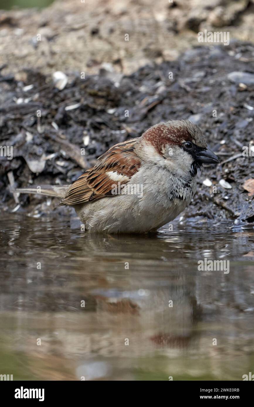 Beau portrait d'un moineau baignant dans l'eau nettoyant son plumage près de Cordoue, Andalousie, Espagne Banque D'Images