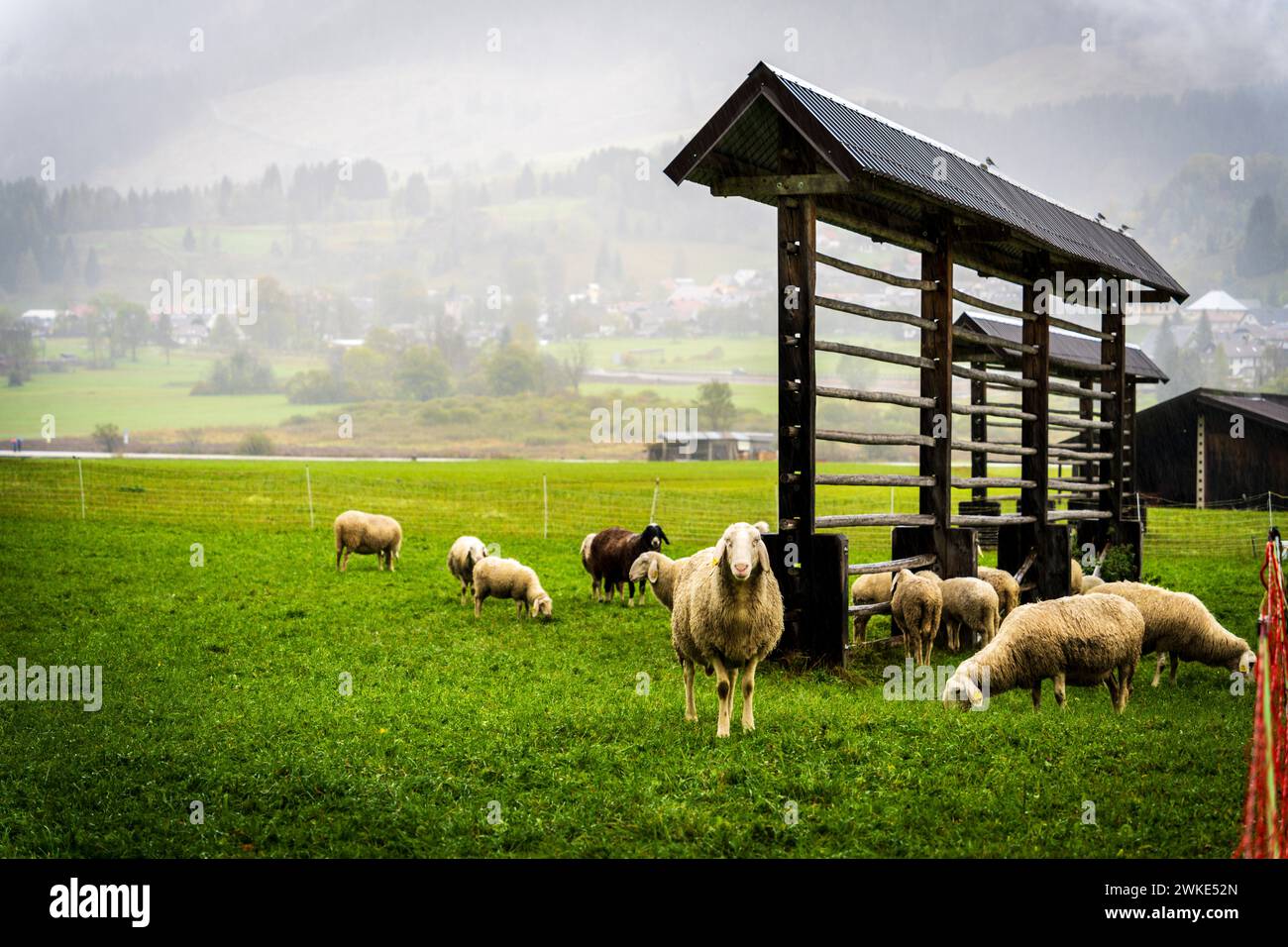 Troupeau de moutons en pâturage, Podkoren, alpes juliennes. Slovénie, Europe centrale,. Banque D'Images
