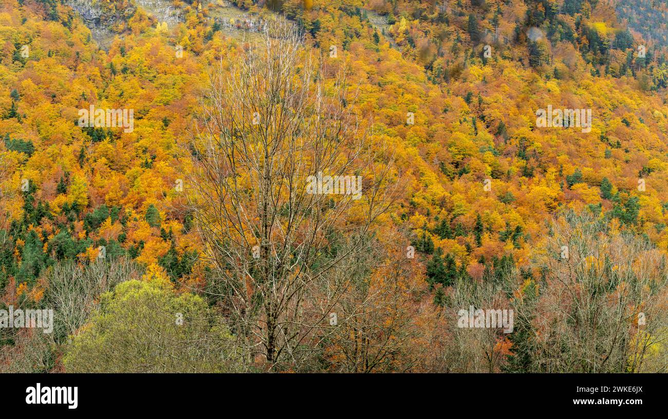 Forêt d'automne sur la route de Turieto, parc national d'Ordesa i Monte Perdido, province de Huesca, Aragon. Banque D'Images