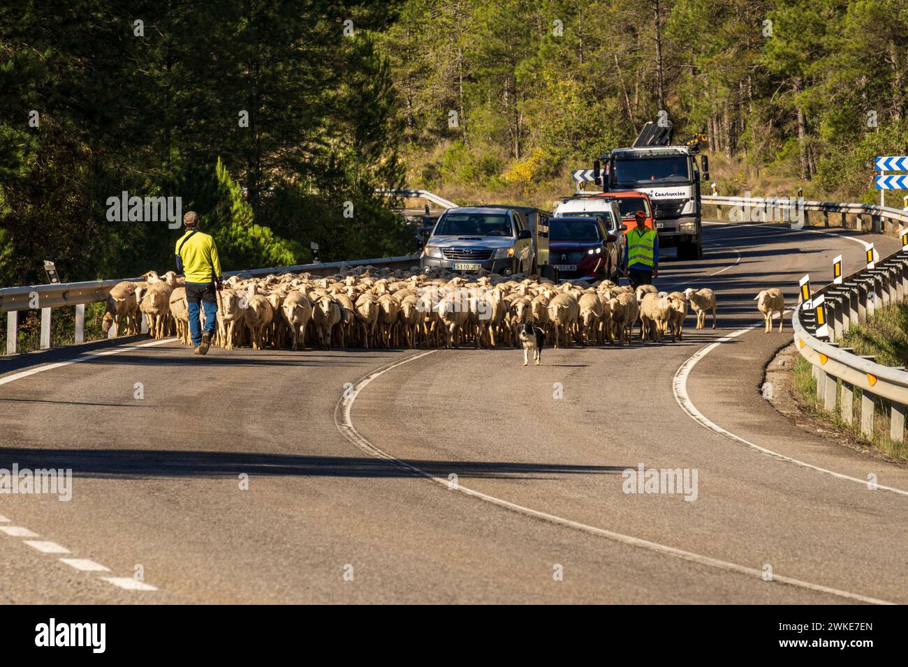 Troupeau de moutons en transhumance sur une route, Puerto del Serrablo, province de Huesca, Espagne. Banque D'Images