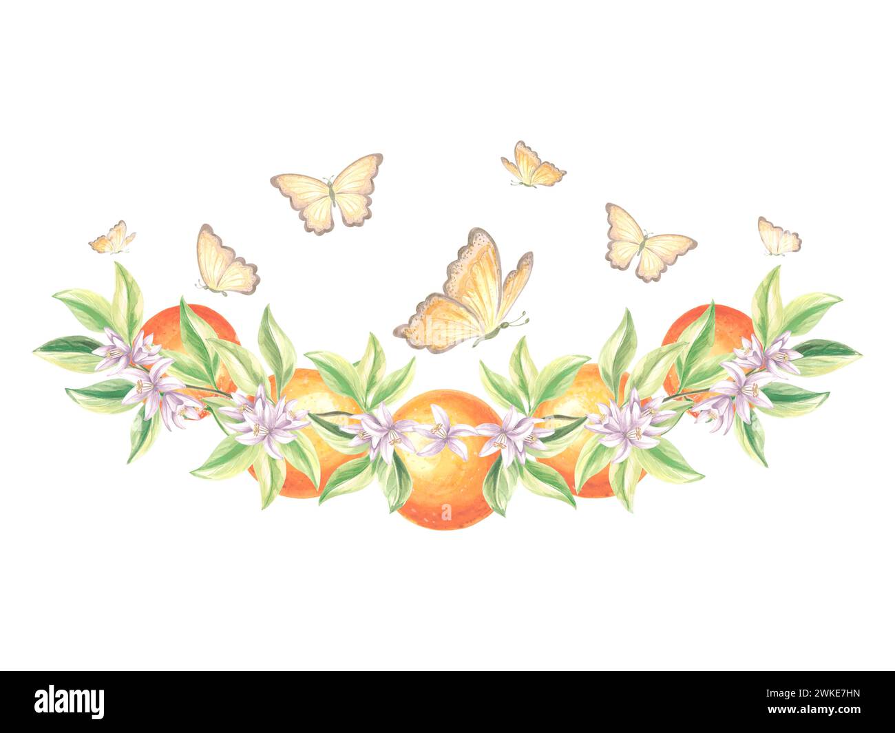 Branche de fruits d'oranges avec des feuilles vertes, des fleurs et des papillons flottant. Illustration d'aquarelle dessinée à la main deagrumes d'été température d'impression isolée Banque D'Images