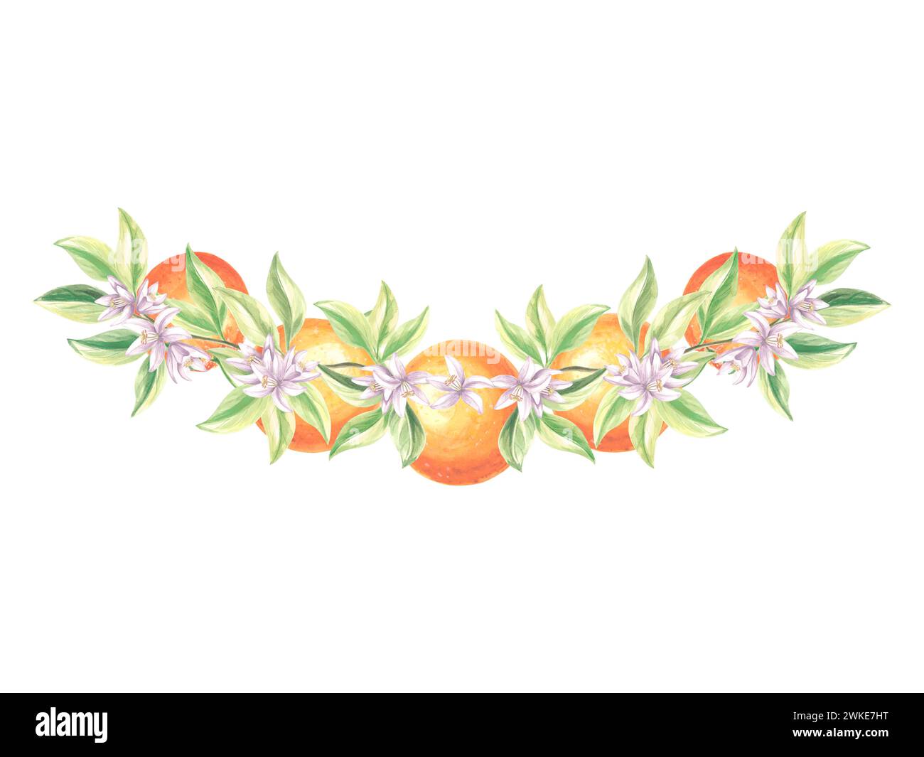 Composition de fruits d'oranges avec des feuilles vertes et des fleurs. Illustration aquarelle dessinée à la main d'agrumes juteux d'été. Modèle d'impression isolé pour CA Banque D'Images