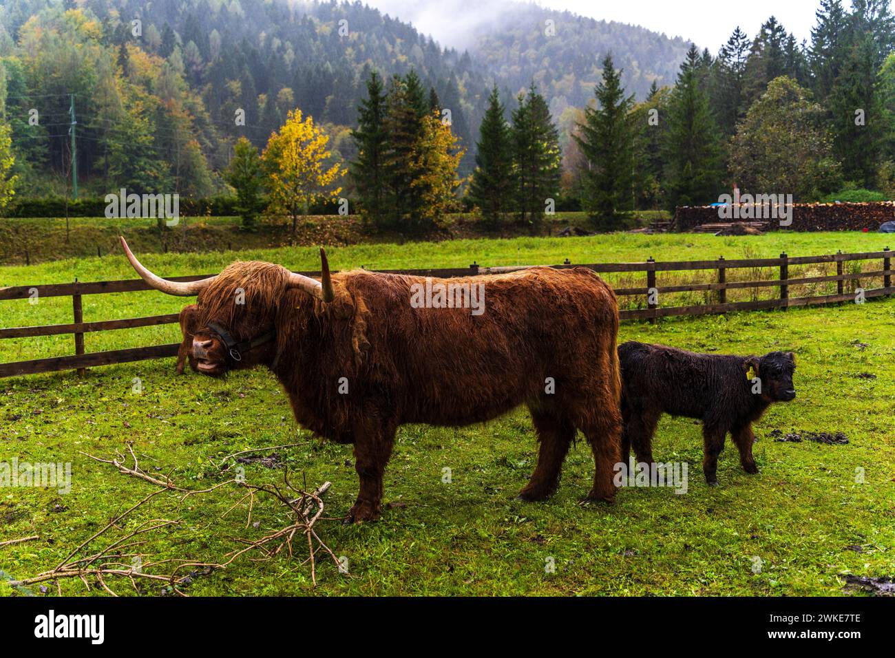 Vache des Highlands aux cheveux longs, Kranjska Gora, alpes juliennes. Slovénie, Europe centrale,. Banque D'Images