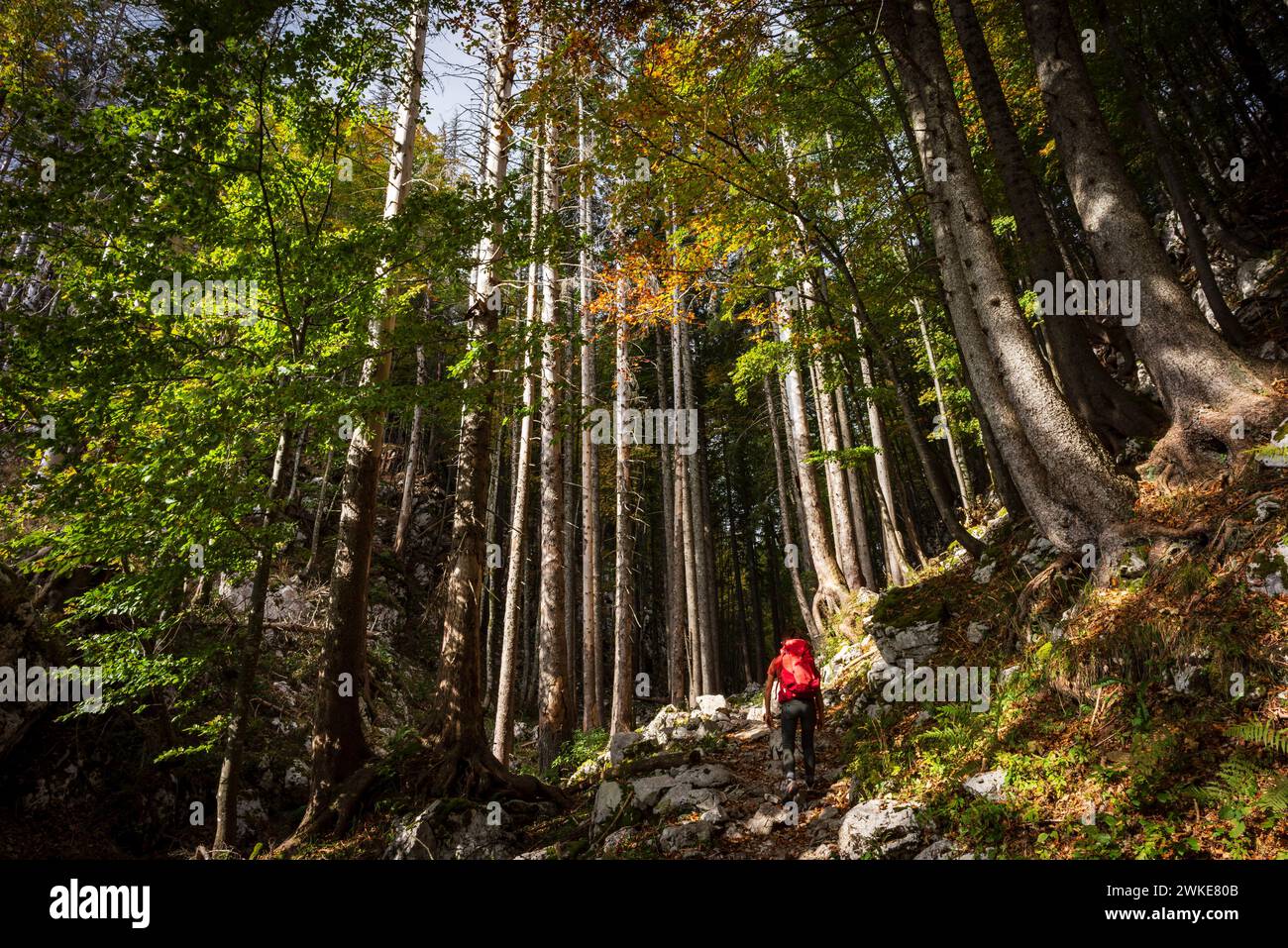 Route vers le Mont Triglav depuis le lac Bohinj, le parc national du Triglav, les alpes juliennes. Slovénie, Europe centrale,. Banque D'Images