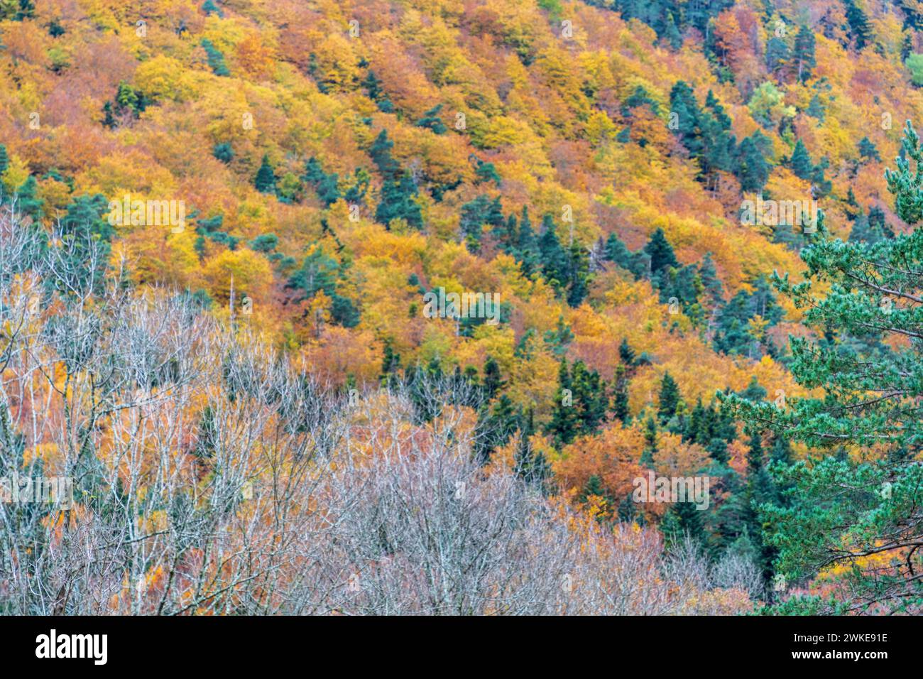 Forêt d'automne sur la route de Turieto, parc national d'Ordesa i Monte Perdido, province de Huesca, Aragon. Banque D'Images