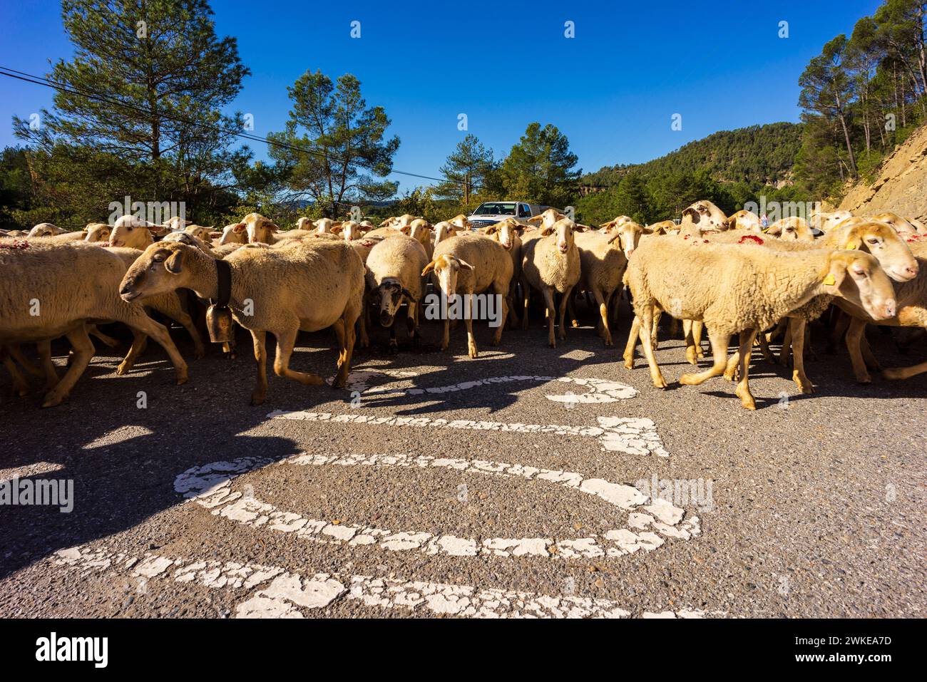 Troupeau de moutons en transhumance sur une route, Puerto del Serrablo, province de Huesca, Espagne. Banque D'Images
