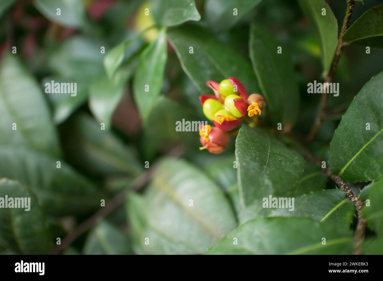 Ochna serrulata ou avion à petites feuilles ou buisson d'oeil d'oiseau ochna de carnaval ou plante de Mickey mouse ou buisson de Mickey Mouse Banque D'Images