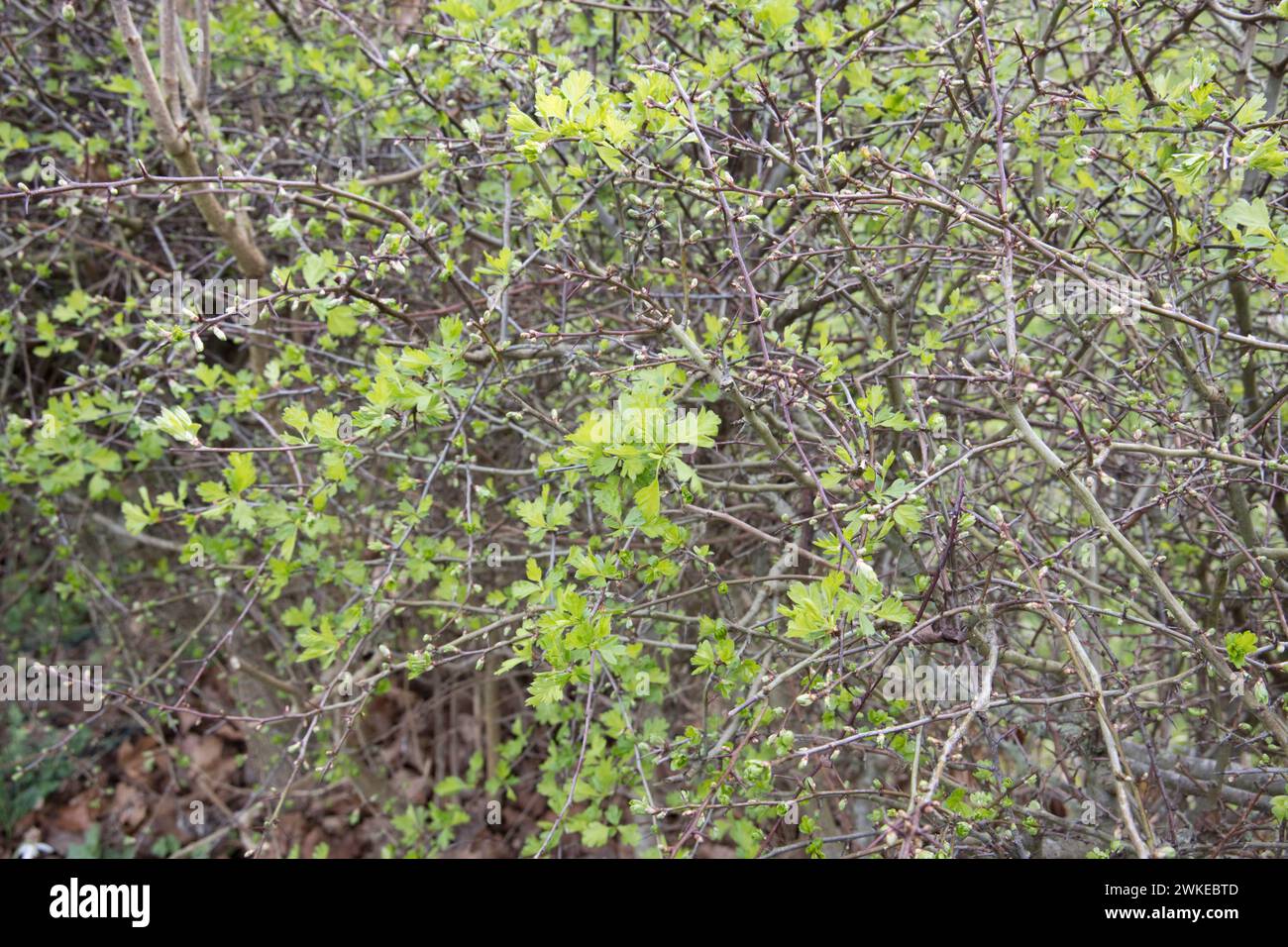 La haie de Hawthgorn Crataegus monogyna se rompt tôt le 19 février au Royaume-Uni à la suite de ce qui sera presque certainement le mois de février le plus chaud Banque D'Images