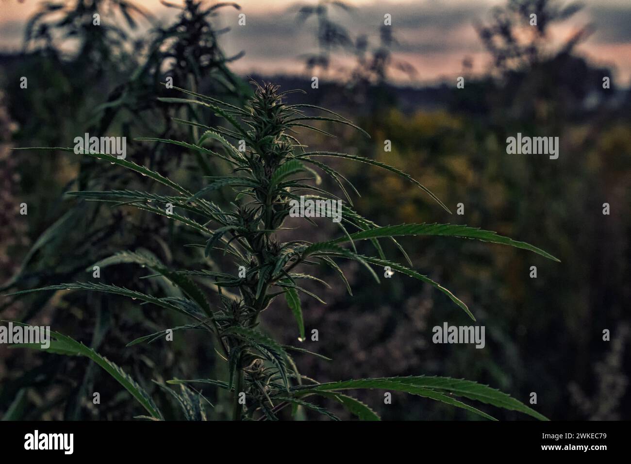 Fleur et feuilles de cannabis vert cannabis avec des gouttes d'eau sur la surface des feuilles macro Banque D'Images