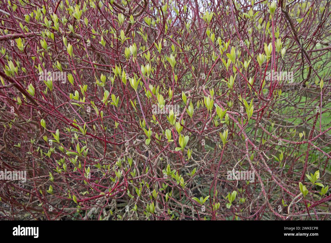 Haie à Dogwood Cornus sanguinea cassant en feuille le 19 février 2024 après février le plus chaud jamais enregistré au Royaume-Uni, une indication claire de l'augmentation Banque D'Images