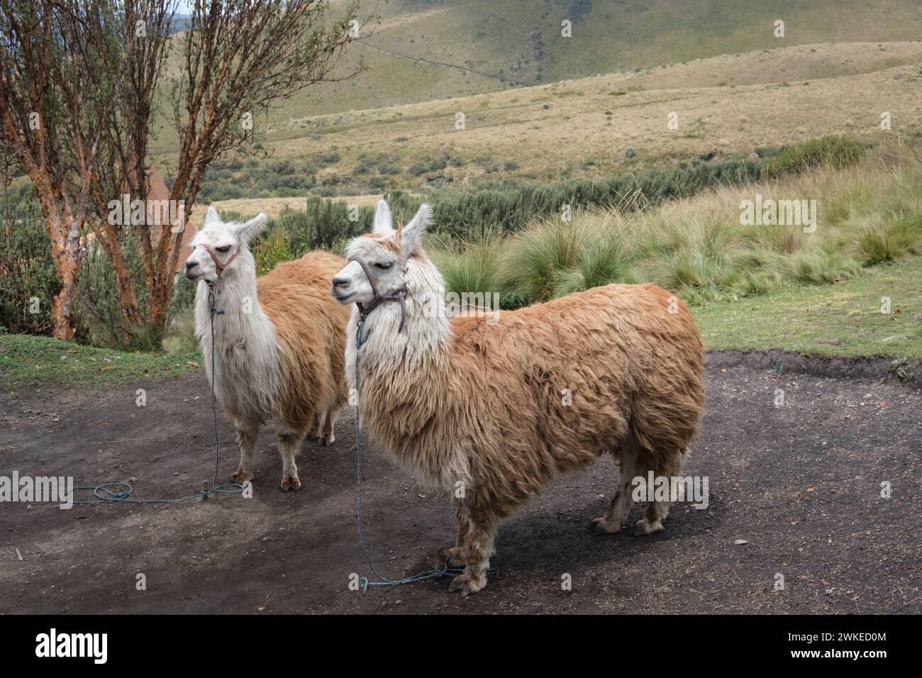 Deux lamas à cheveux longs dans les Andes Banque D'Images