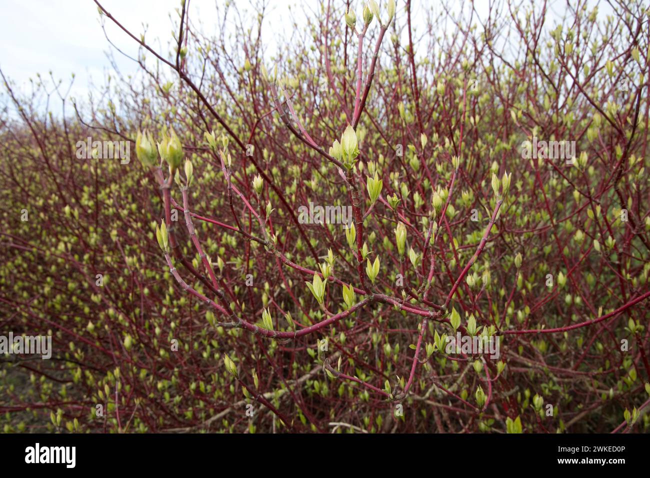 Haie à Dogwood Cornus sanguinea cassant en feuille le 19 février 2024 après février le plus chaud jamais enregistré au Royaume-Uni, une indication claire de l'augmentation Banque D'Images