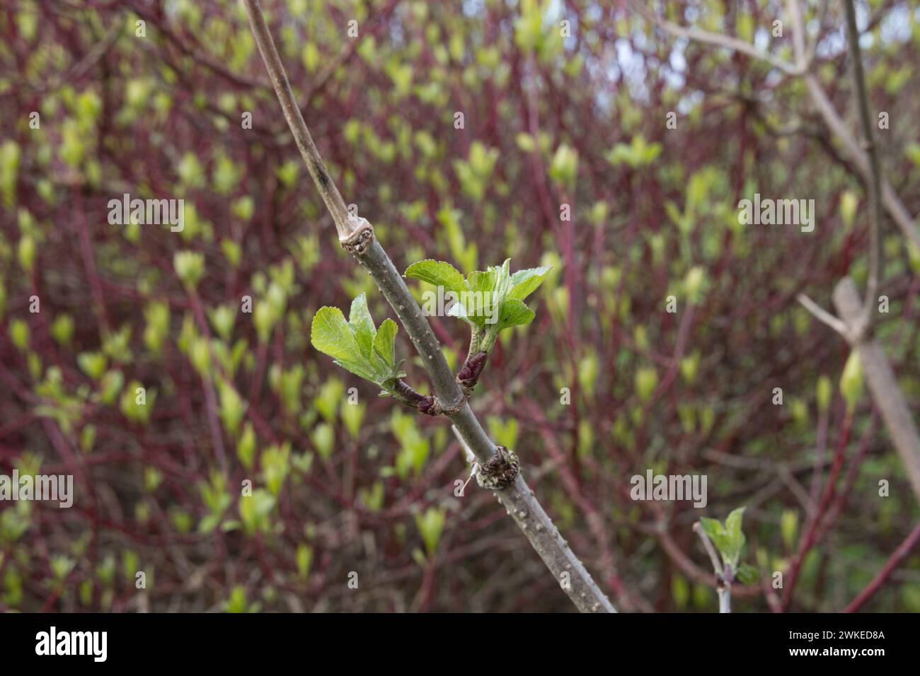 Elderflower Sambucus nigra montrant des feuilles émergeant en février 19 2024 dans ce qui sera presque certainement le février le plus chaud jamais au Royaume-Uni et un Clea Banque D'Images