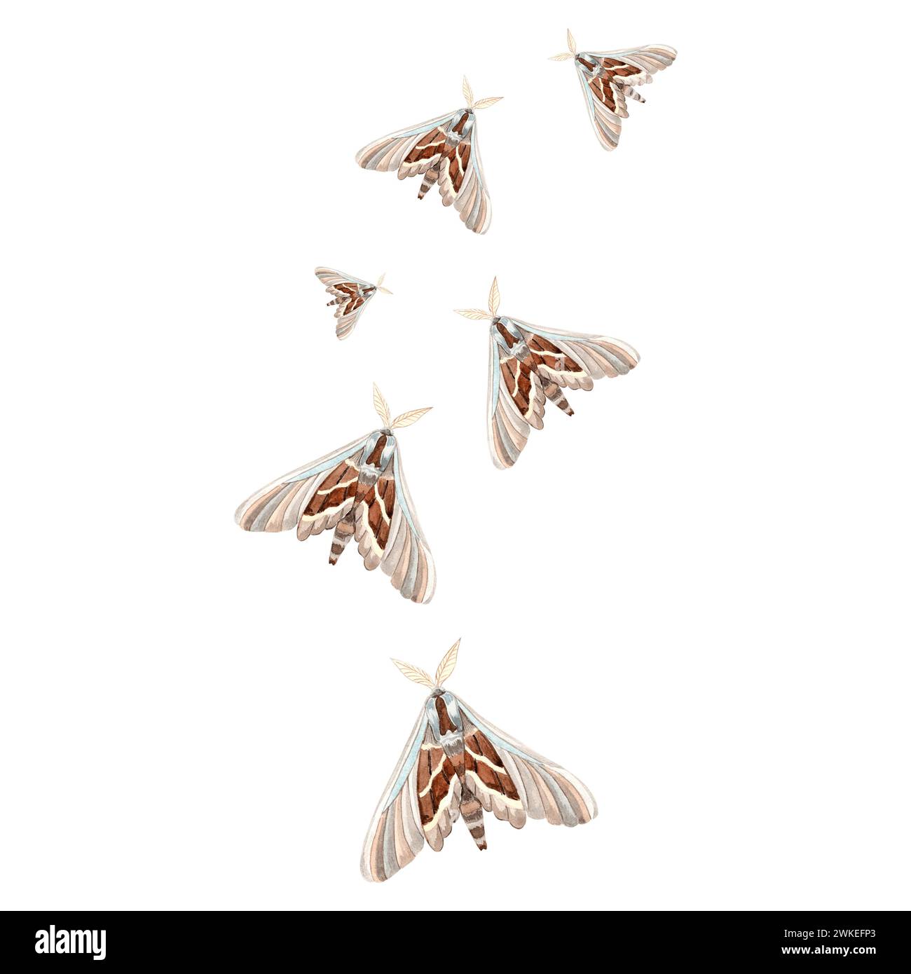 Aquarelle Flying Moths couleur bleu brun. Isolé illustration dessinée à la main papillon de nuit avec ornement, insectes sauvages. Dessin de modèle pour Card, pac Banque D'Images