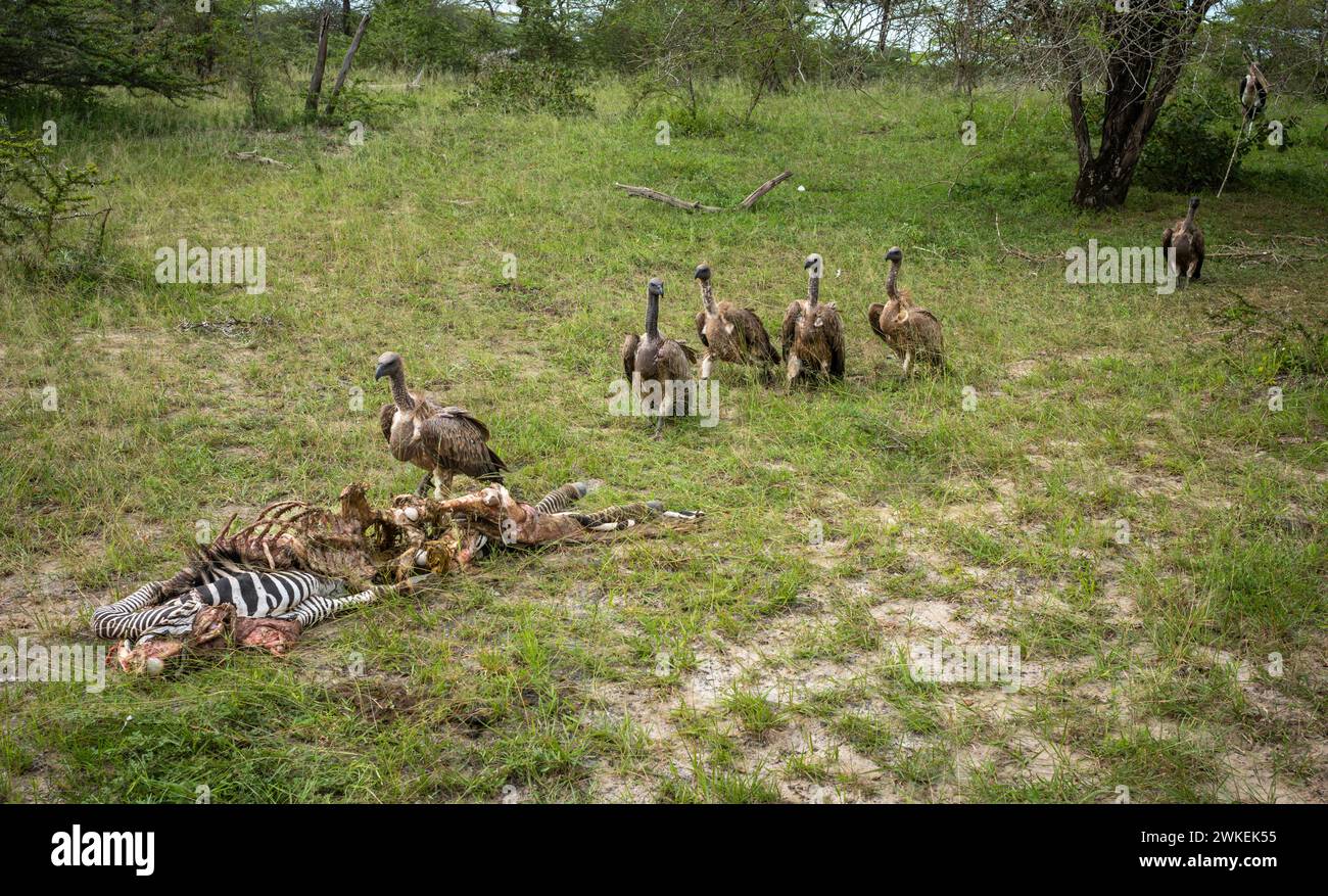 Les vautours à dos blanc se dirigent vers une carcasse de zèbre des plaines pour manger dans le parc national de Nyerere (réserve de gibier de Selous) dans le sud de la Tanzanie. Banque D'Images