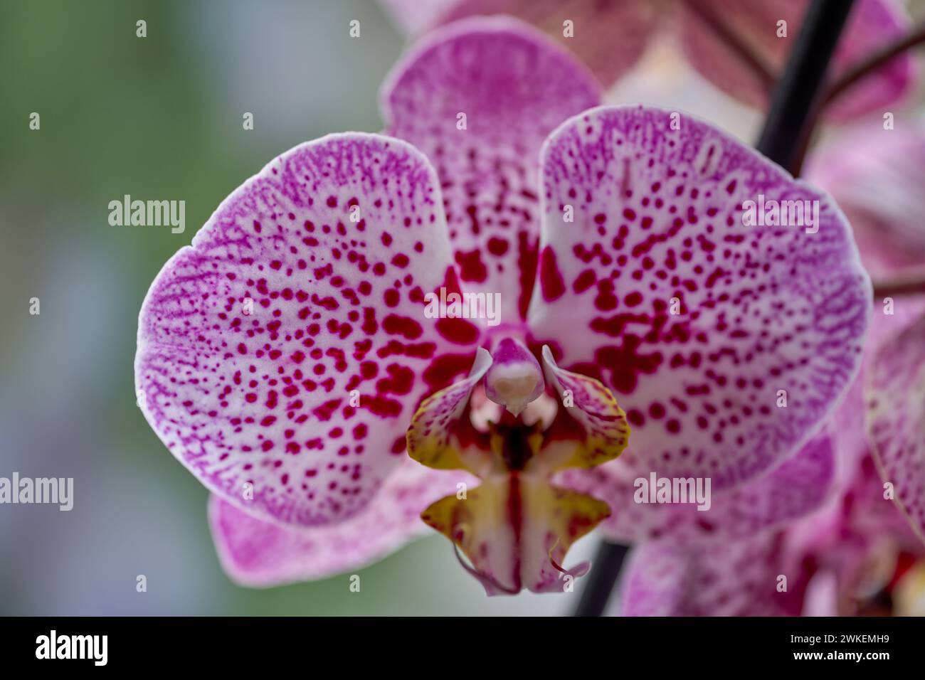 Fleur de phalénopsis fleurie luxuriante, pointillée, violette, en gros plan Banque D'Images