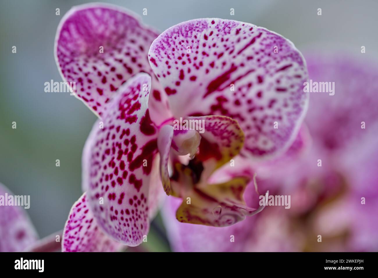 Fleur de phalénopsis fleurie luxuriante, pointillée, violette, en gros plan Banque D'Images