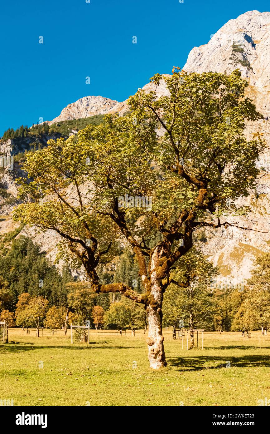 Paysage d'automne alpin ou d'été indien tourné à Grosser Ahornboden, grande érable, Hinterriss, Schwaz, Tyrol, Autriche Ahornboden, Ax 031 Banque D'Images