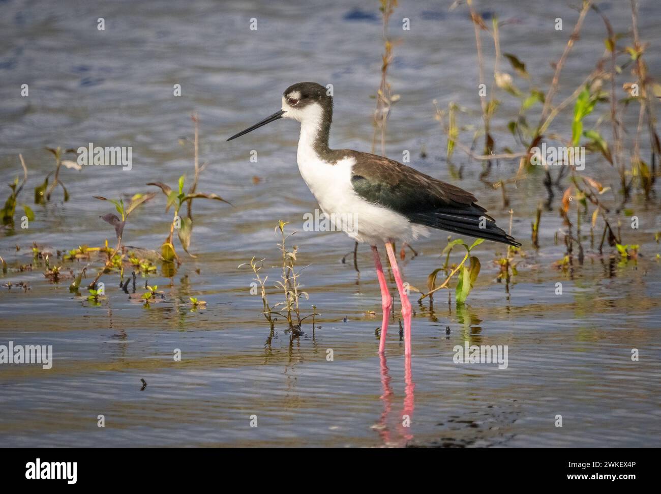 Pilotis à cou noir dans la rivière Myakka dans le parc d'État de Myakka River à Sarasota, Floride, États-Unis Banque D'Images