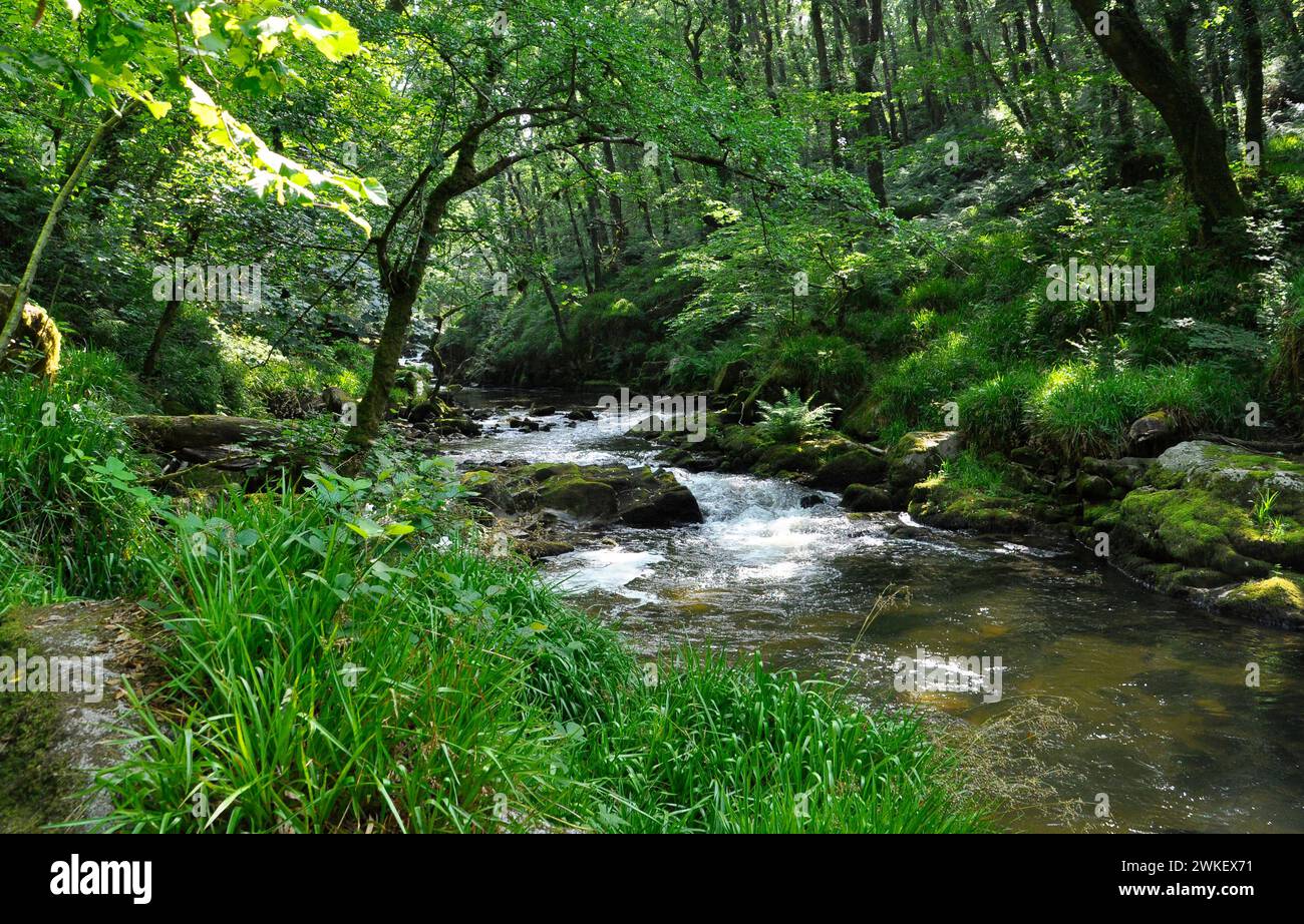 Cascade sur la rivière Fowey aux chutes de Golitha lorsqu'elle traverse l'ancienne forêt de Chêne au bord de la moor de Bodmin à Cornwall.UK Banque D'Images