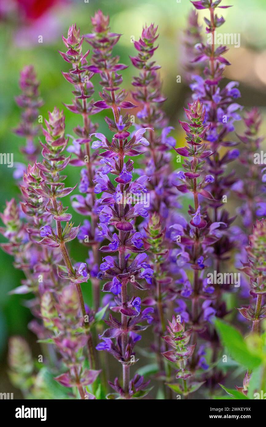 Salvia nemorosa « New dimension Blue » Banque D'Images