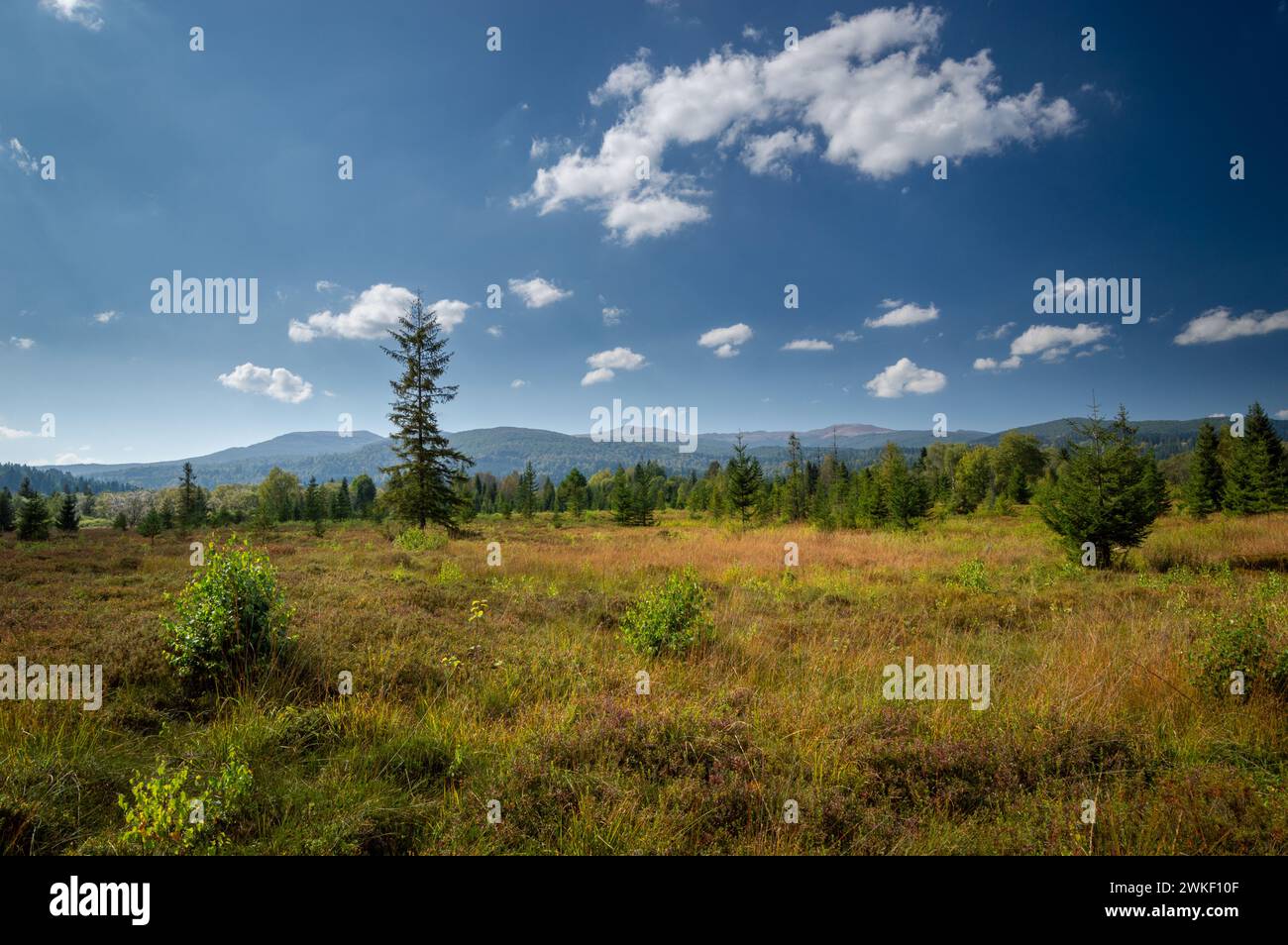 Panorama de montagne à Tarnawa Peat Bog. Habitat de tourbières dans les montagnes, Tarnawa Wyzna, Bieszczady, Parc national de Bieszczady, Carpathie orientale extérieure Banque D'Images