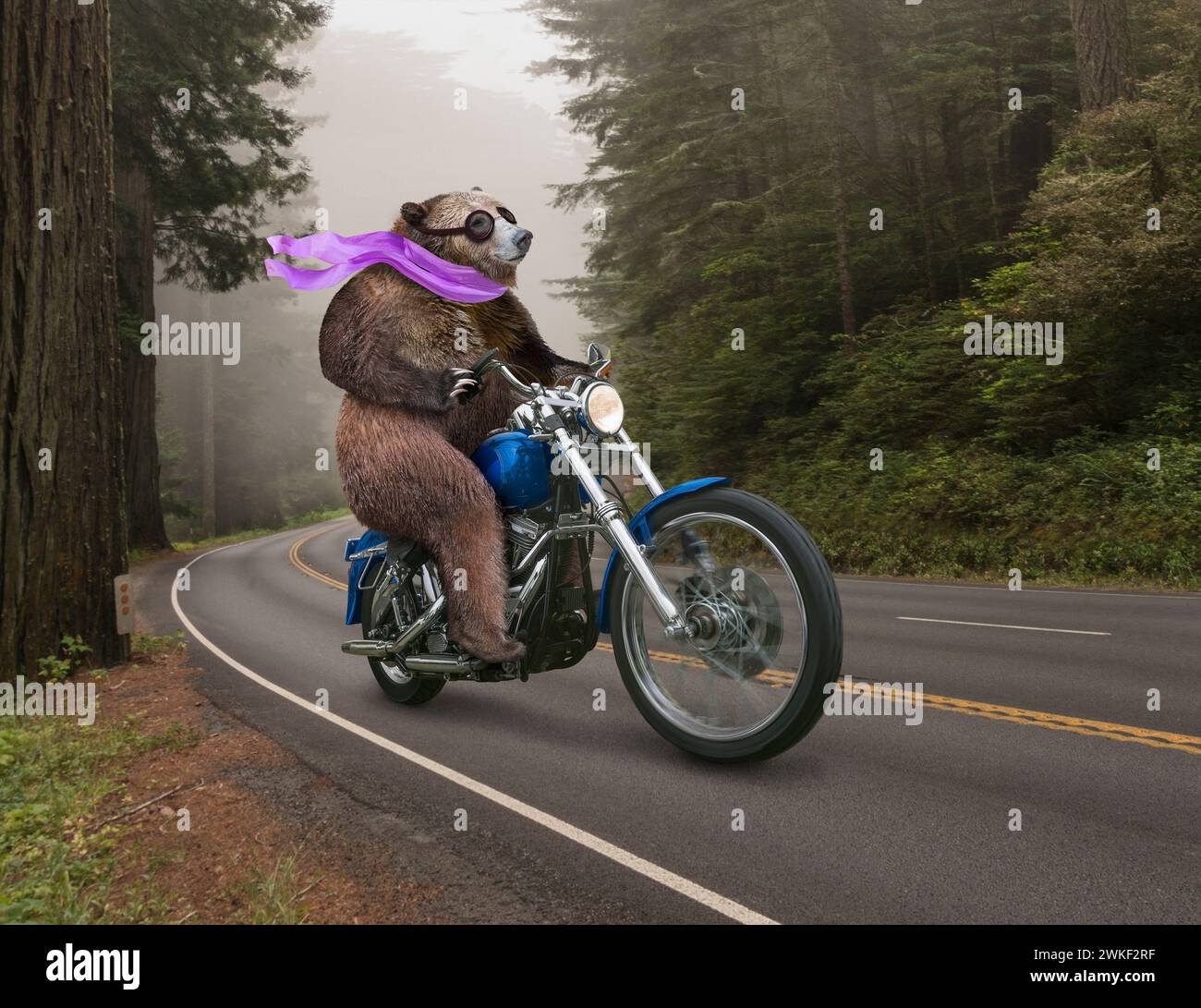 Un ours, portant une écharpe, conduit une moto à travers une forêt dans une drôle d'image animale sur la liberté, les voyages, la voie à suivre, et l'inattendu. Banque D'Images