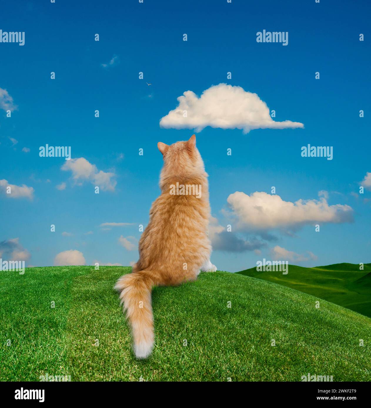 Un chat est assis sur un tricot d'herbe et regarde avec impatience un nuage en forme de souris dans une drôle de photo d'animal de compagnie sur les rêves, les désirs et les possibilités. Banque D'Images